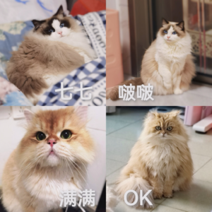 vol.03 成为猫奴,我们是自愿的!
