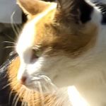 哥尔赞的祖宗哥特赞