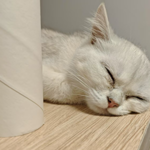 一只猫的冒险故事：加冕吧！大臣