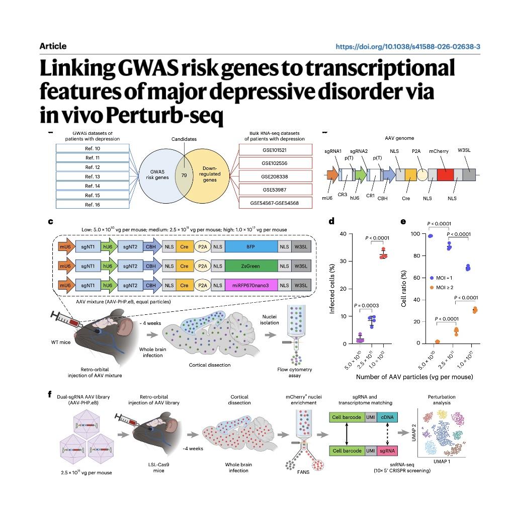 1193-Mapping MDD Risk Genes via In Vivo Perturb-seq Analysis episode artwork