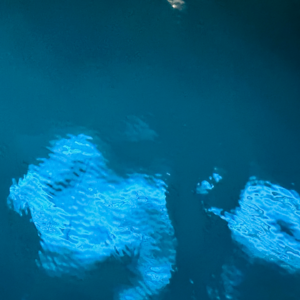 019.唠嗑局:日子摇曳,不如会生活的猫