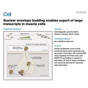 973-Nuclear Envelope Budding in Muscle Cells