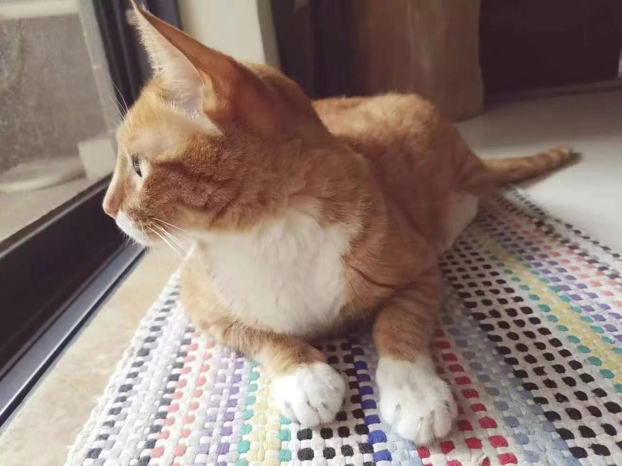 Vol.14 哎呀，宠物真香！ - 只有一点| 小宇宙- 听播客，上小宇宙