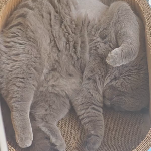14.猫咪呼噜声|ASMR助眠