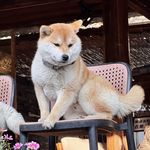 今天又胖了一圈