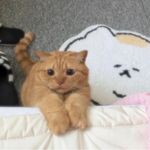 橘子树下当橘子