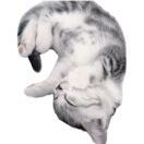 Meow_wV6C