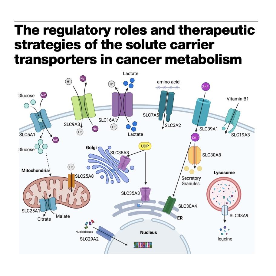 1277-SLC Transporters in Cancer Metabolism episode artwork