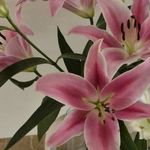 lilyit
