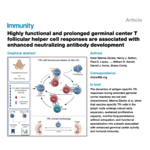 339-Persistent Tfh Cells Drive HIV Vaccine Responses