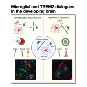 049-Microglial and TREM2 dialogues in the developing brain