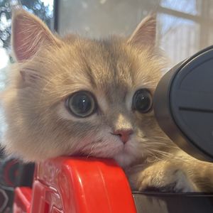 podcaster-avatar