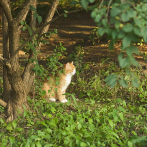 Vol.3 - 都市秋日提案：在匆忙世界里，为自己准备一场秋天