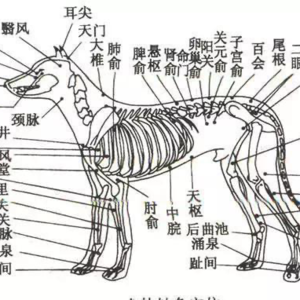 vol.96 | 宠物中兽:一个陌生但再合理不过的行业