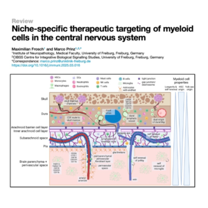 054-Myeloid cells in the central nervous system