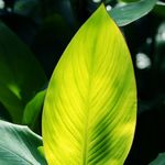 芸心而立