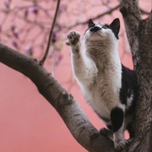 S3E1 "我的生命中就不能没有猫" | 当石油工程师转身成为宠物摄影师