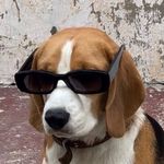 胖吃来需要点缀