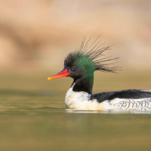 Vol.16 撑伞者联盟|中华秋沙鸭:把“挑剔”写进了基因里,生存法则有哪些?