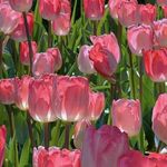 静静的静水流深