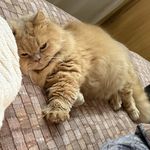 七七_六六特别版