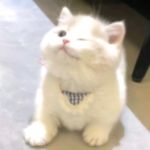 半浊半清半飘零