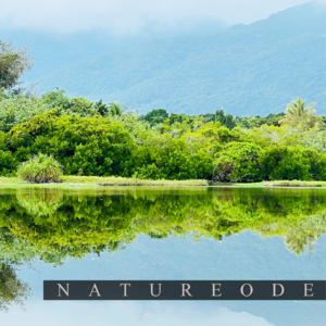 湖泽泠泠·海边湿地