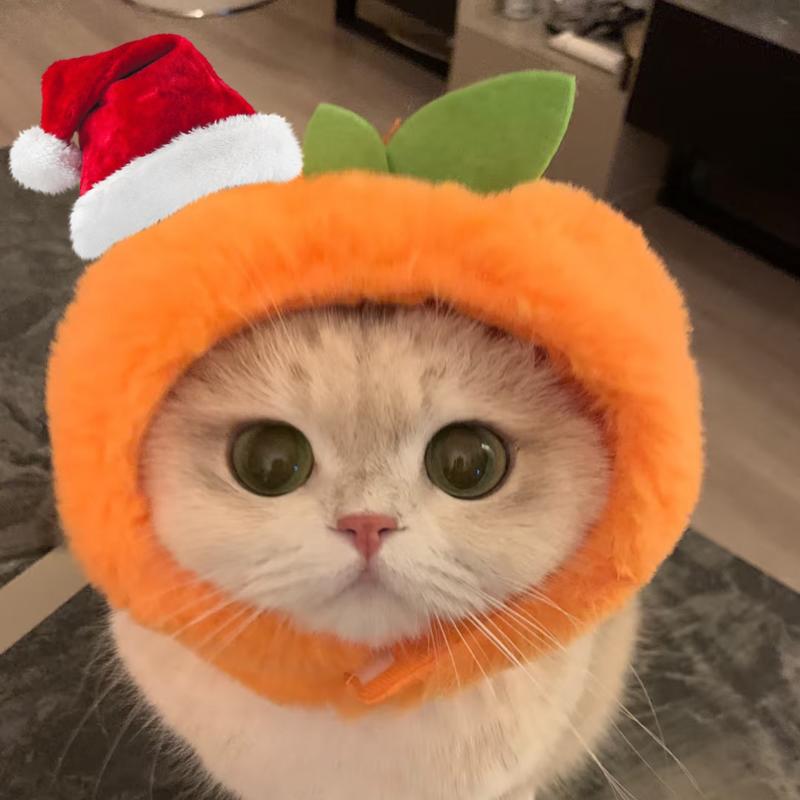 橘子猫罐头