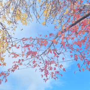 26. 我们真的了解自己么？答普鲁斯特问卷。Ft. 小舞