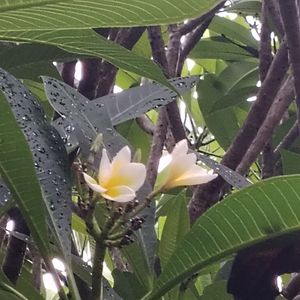 podcaster-avatar