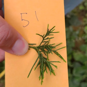 003 无声的"证人"：美国约瑟夫·艾立吉谋杀案