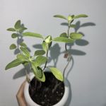听到耳朵起茧也要听