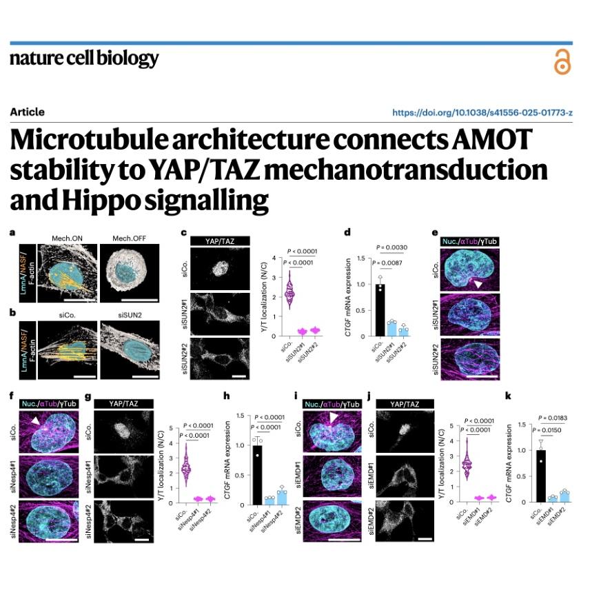 976-Microtubule Architecture in YAP/TAZ Mechanotransduction episode artwork