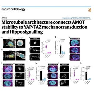 976-Microtubule Architecture in YAP/TAZ Mechanotransduction