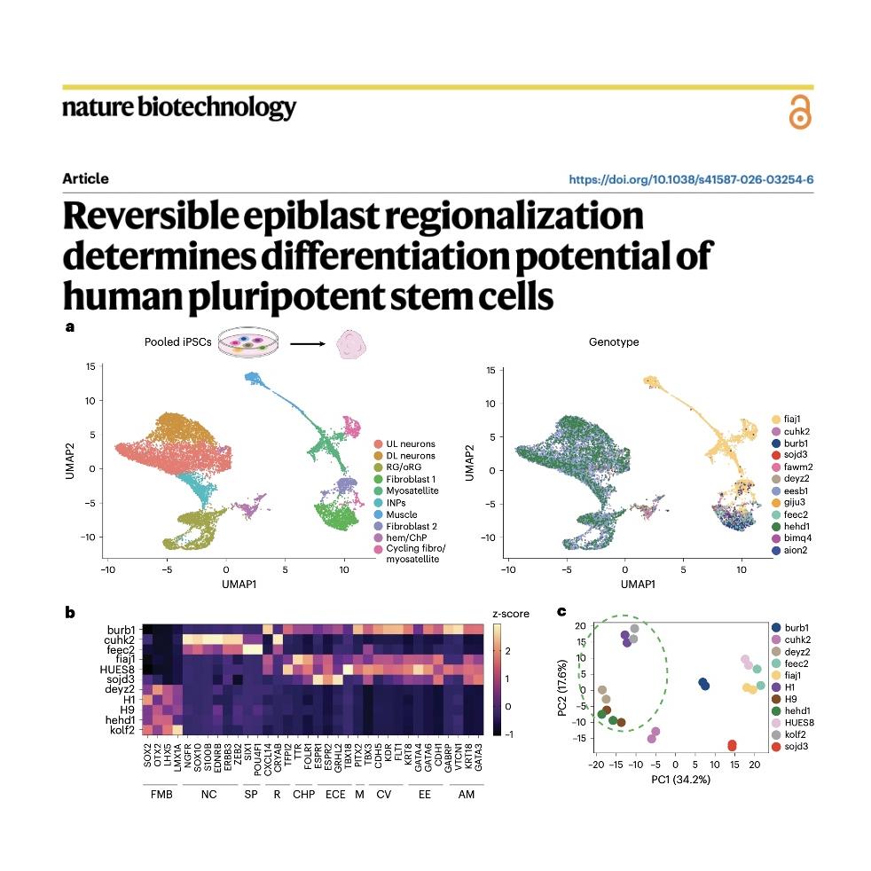 1557-Reversible Epiblast Regionalization in Pluripotency episode artwork
