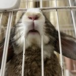 努力养活九只垂耳猪