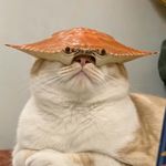 猫咪哇啦哇啦娃