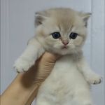 小满崽