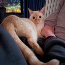 能打胜仗的人类