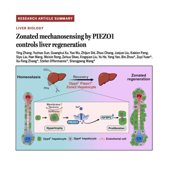 1485-Zonated Mechanosensing Controls Liver Regeneration episode artwork