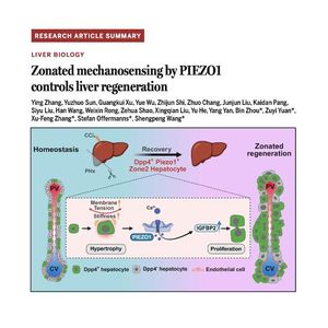 1485-PIEZO1调控肝脏分区力学感知与再生研究