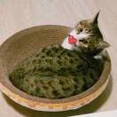 鸣仔想吃螺蛳粉