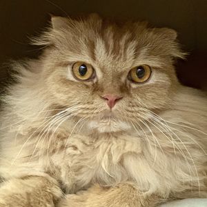 podcaster-avatar