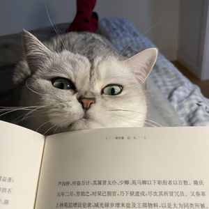 帅狗R