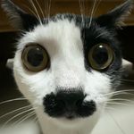 Donovue
