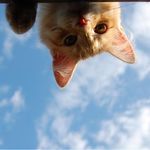 一颗甜真