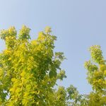 脑子不在Victoria