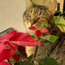 共和国57年生人