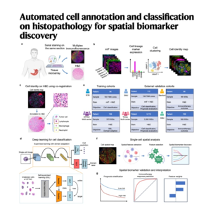 103-Automated Cell Classification on H&E images