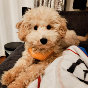 104. 养猫，然后养狗